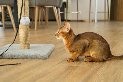 An abyssinian cat sitting on the floor looking at scratching post