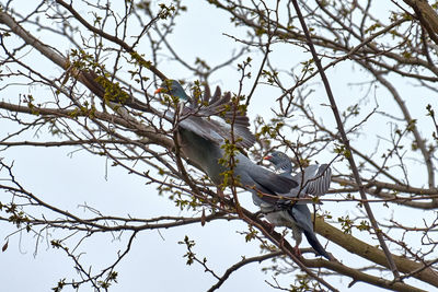 Low angle view of bird perching on tree