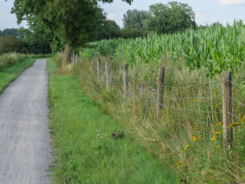 Road amidst trees on field against sky