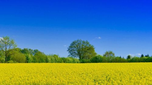 Scenic view of oilseed rape field against clear blue sky