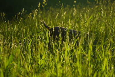 Close-up of snake on field