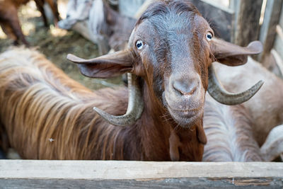 Portrait of goat