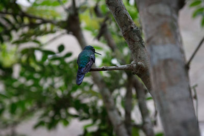 Close-up of bird perching on branch