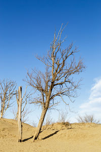 Bare tree on desert against clear blue sky