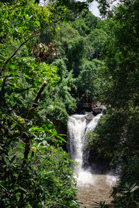 Scenic view of waterfall in forest