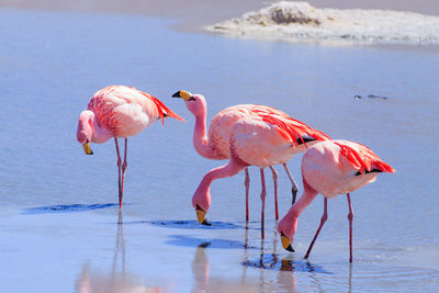 Flamingos in lake