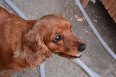 High angle view of dog on footpath