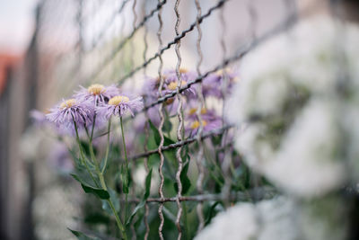 Close-up of purple flowering plant