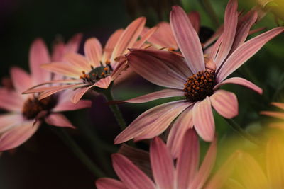 Close-up of flowers blooming outdoors