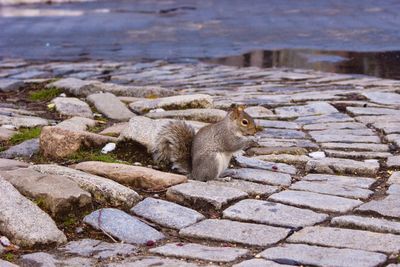 Close-up of squirrel on cobblestone