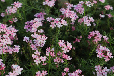 High angle view of pink flowering plants