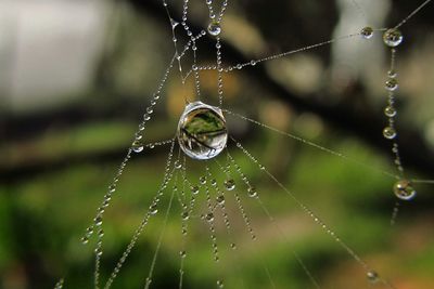 Close-up of spider on web