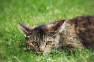 Portrait of cat lying on grass