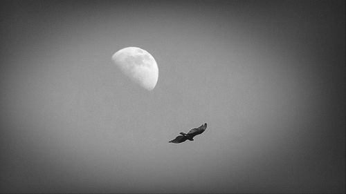Low angle view of birds flying in sky