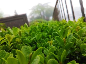 Close-up of plants growing on field