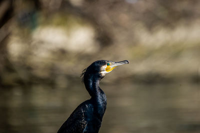 Close-up of bird