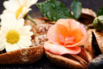 Close-up of flowers, still life