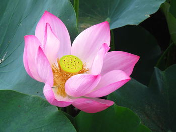 Writers think the lotus is holy and elegant