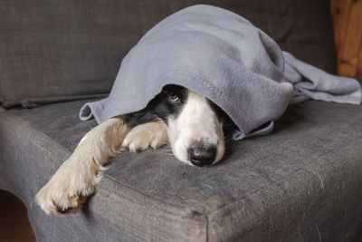 Close-up of dog sleeping on sofa