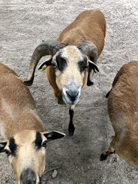 Portrait of a sheep