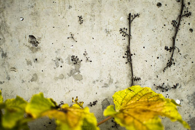 Close-up of leaves