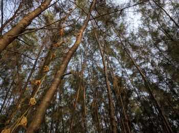 Low angle view of trees in forest against sky