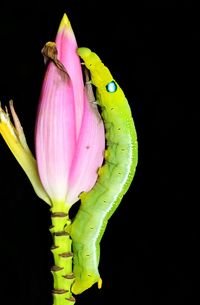 Close-up of pink flower over black background