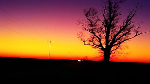 Silhouette of bare trees at sunset