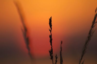 Close-up of silhouette plant against orange sky