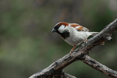 Close-up of bird perching on branch