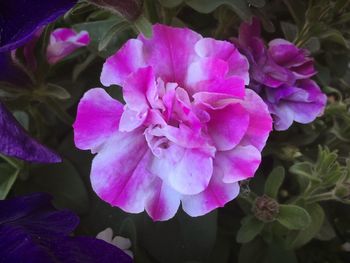 Close-up of flowers blooming outdoors