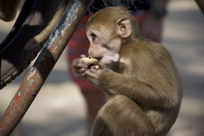 Close-up of monkey on statue