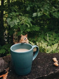 Close-up of a chipmunk next to a cup of tea by the forest