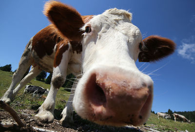 Close-up of cow on field against sky