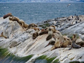 Scenic view of sea lions and rocks