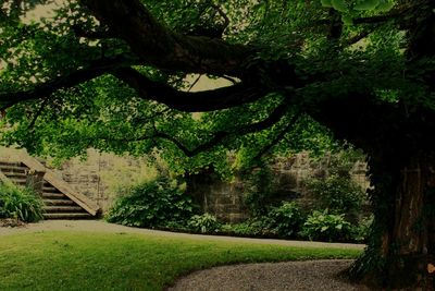 Trees growing in park