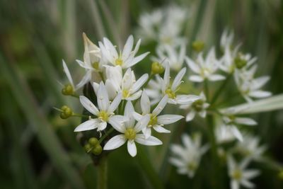 Close-up of white flowering plant