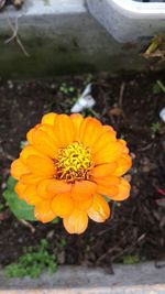 Close-up of yellow flowers blooming in park