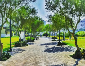 Narrow pathway along trees in park