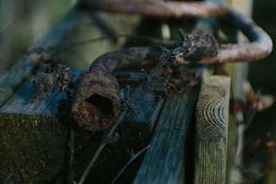 Close-up of lizard on rusty wood