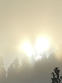 Sun shining through trees against sky