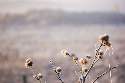 Close-up of dead plant