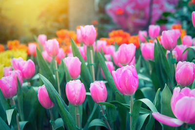 Close-up of pink tulips