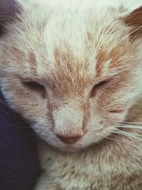 Close-up of cat sleeping