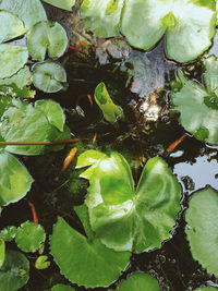 High angle view of leaves floating on lake