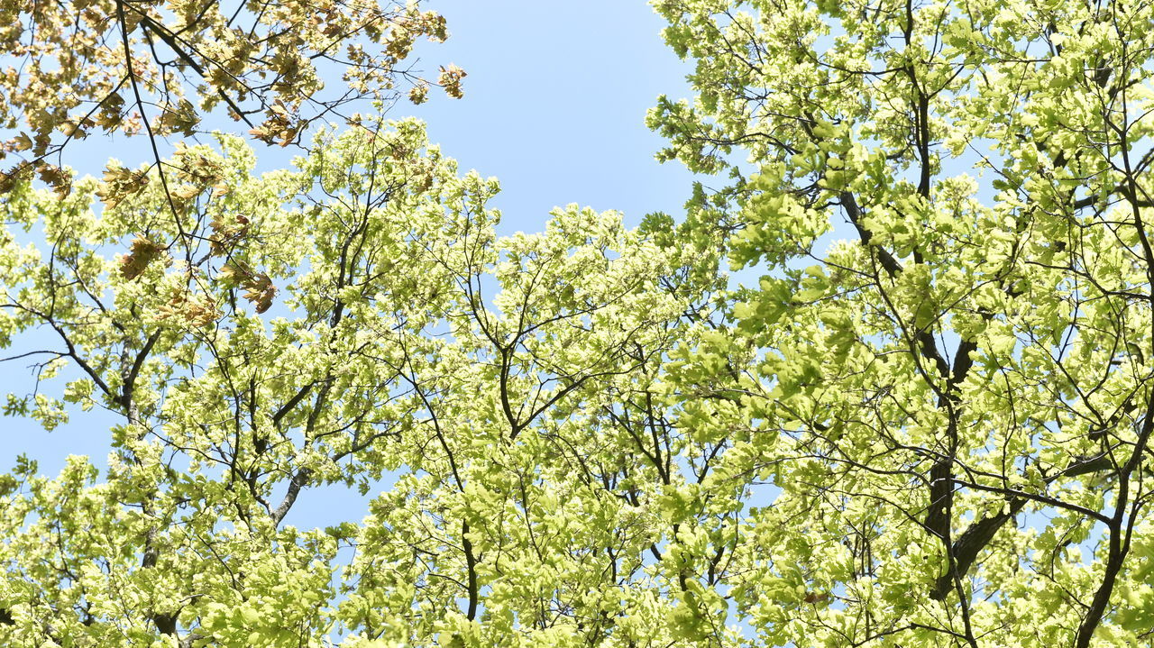 LOW ANGLE VIEW OF FLOWERING PLANTS AGAINST SKY