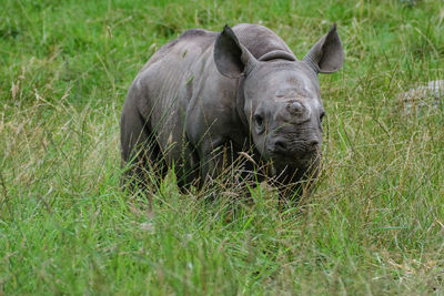 Elephant in a grass