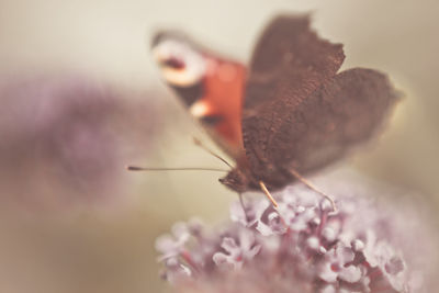 Close-up of butterfly pollinating on purple flower