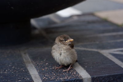 High angle view of a bird on footpath