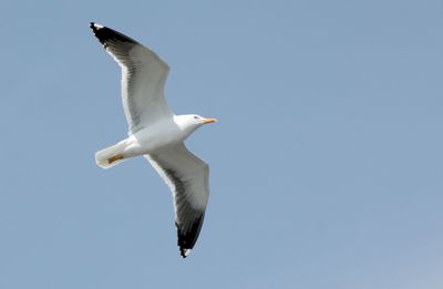 Low angle view of bird flying against clear sky